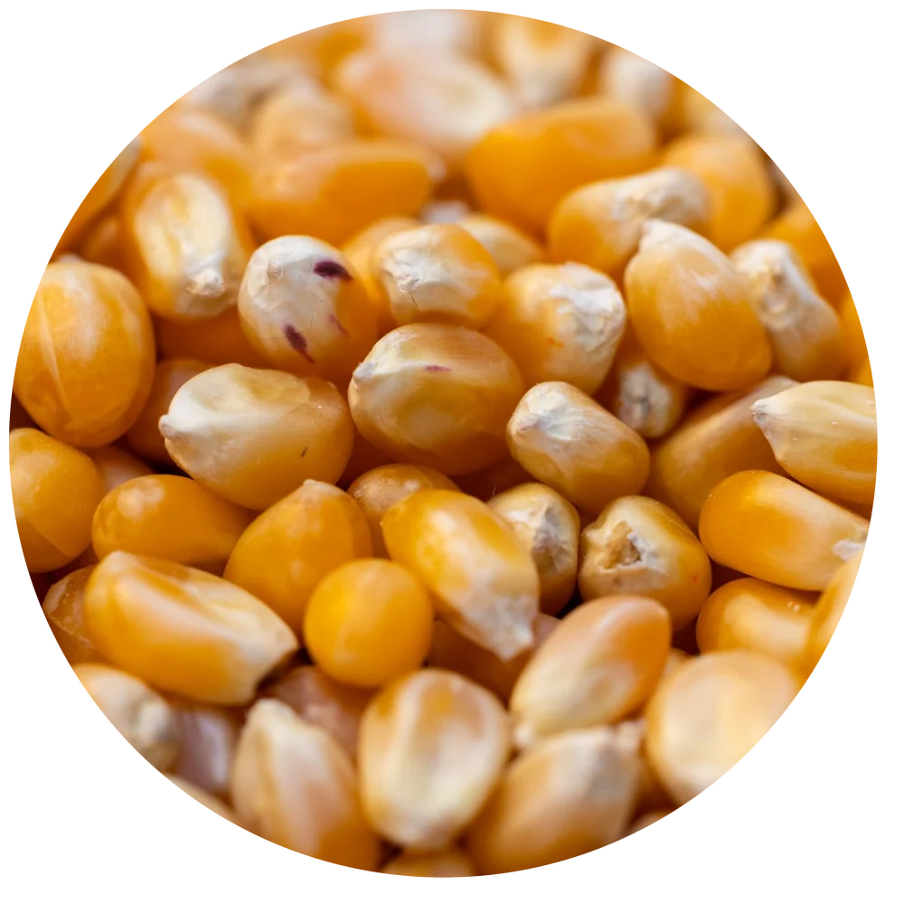 Dried yellow corn kernels, supplied for export alongside our Rice