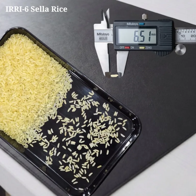 IRRI-6 Sella Rice measured at 6.51 mm on a digital caliper