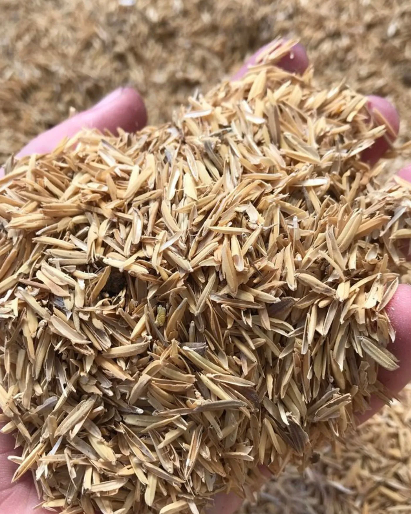 A handful of paddy taken for inspection
