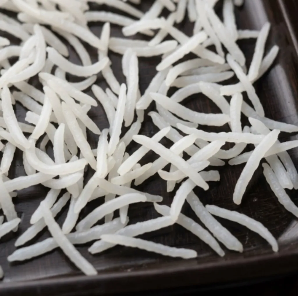 Cooked Rice grains spread on a laboratory tray for the elongation check