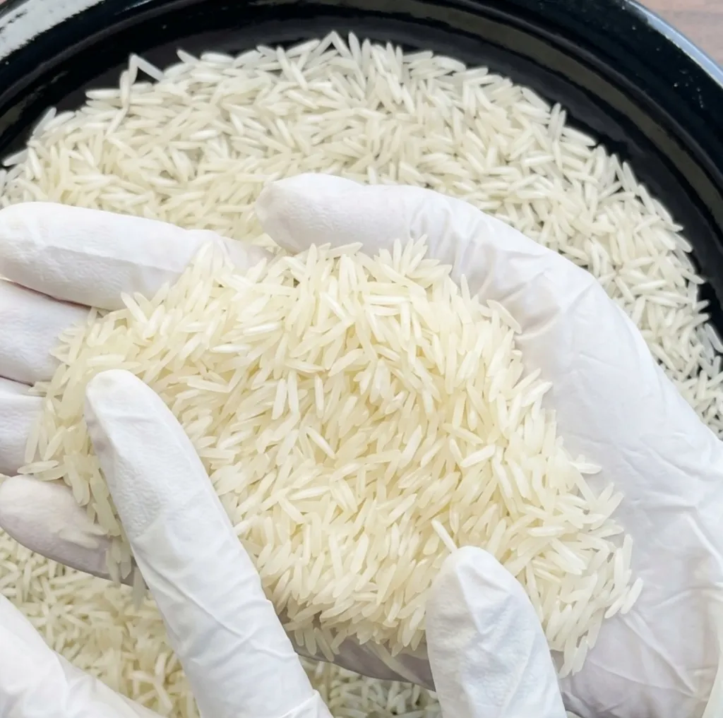Gloved hands lifting milled Rice from a bowl during a purity check