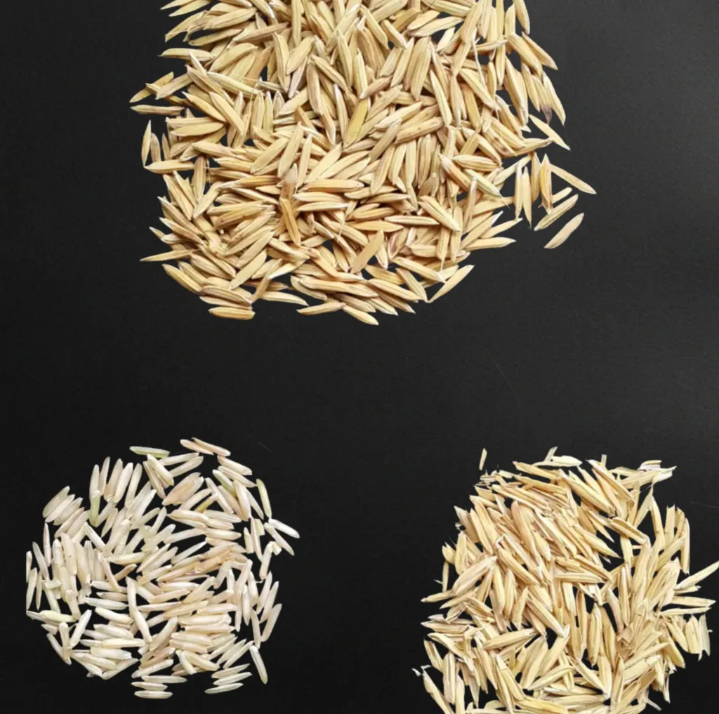 Paddy, brown Rice and milled white Rice in separate heaps for comparison