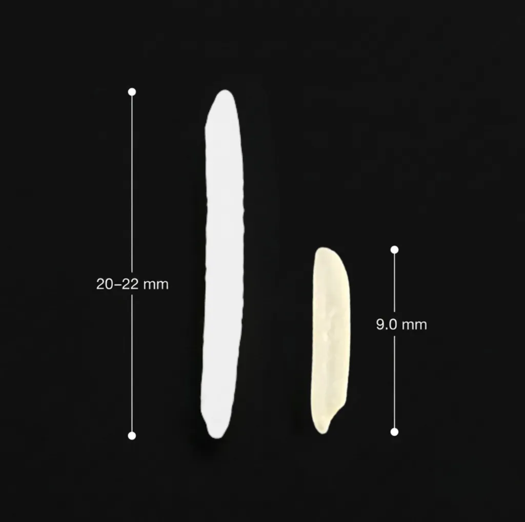 The same Rice grain raw at 9.0 mm and cooked at 20 to 22 mm, side by side