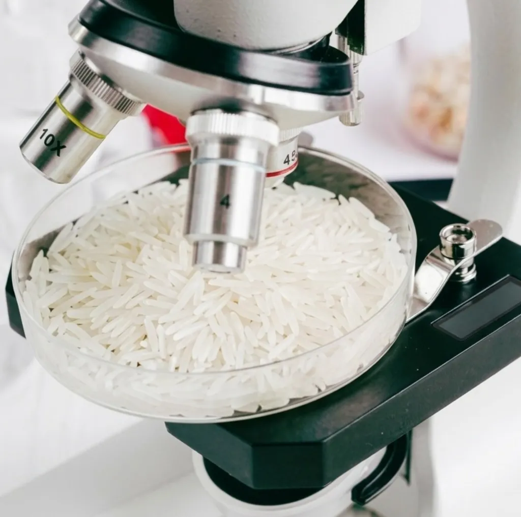 A milled Rice sample under the microscope in the Green International quality control laboratory